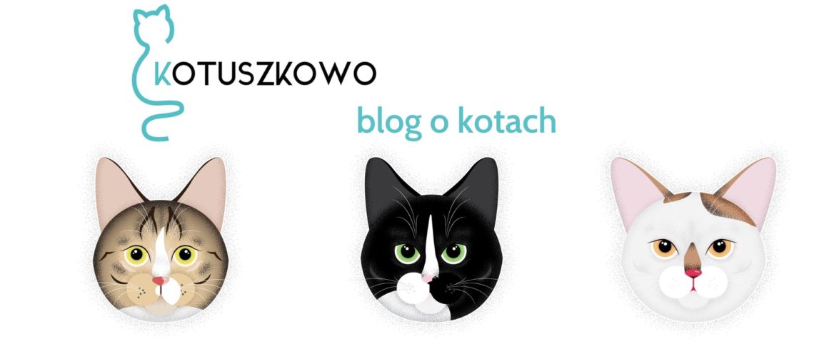blog o kotach