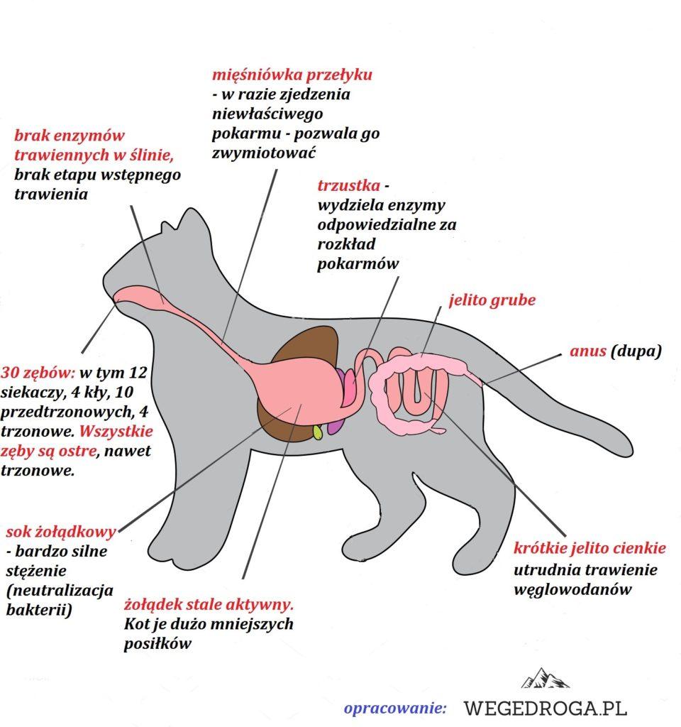  sucha karma układ pokarmowy