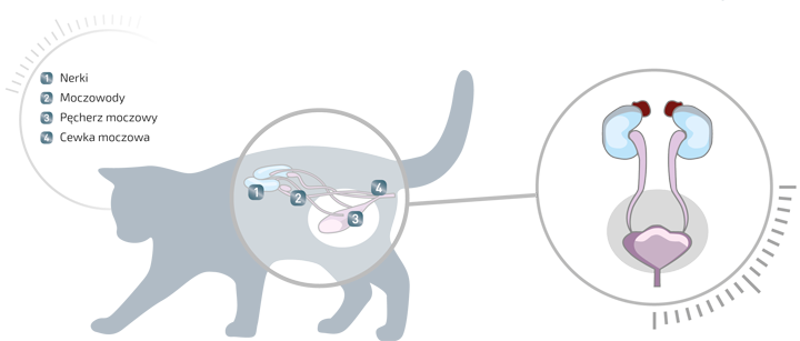 sucha karma problemy z układem moczowym