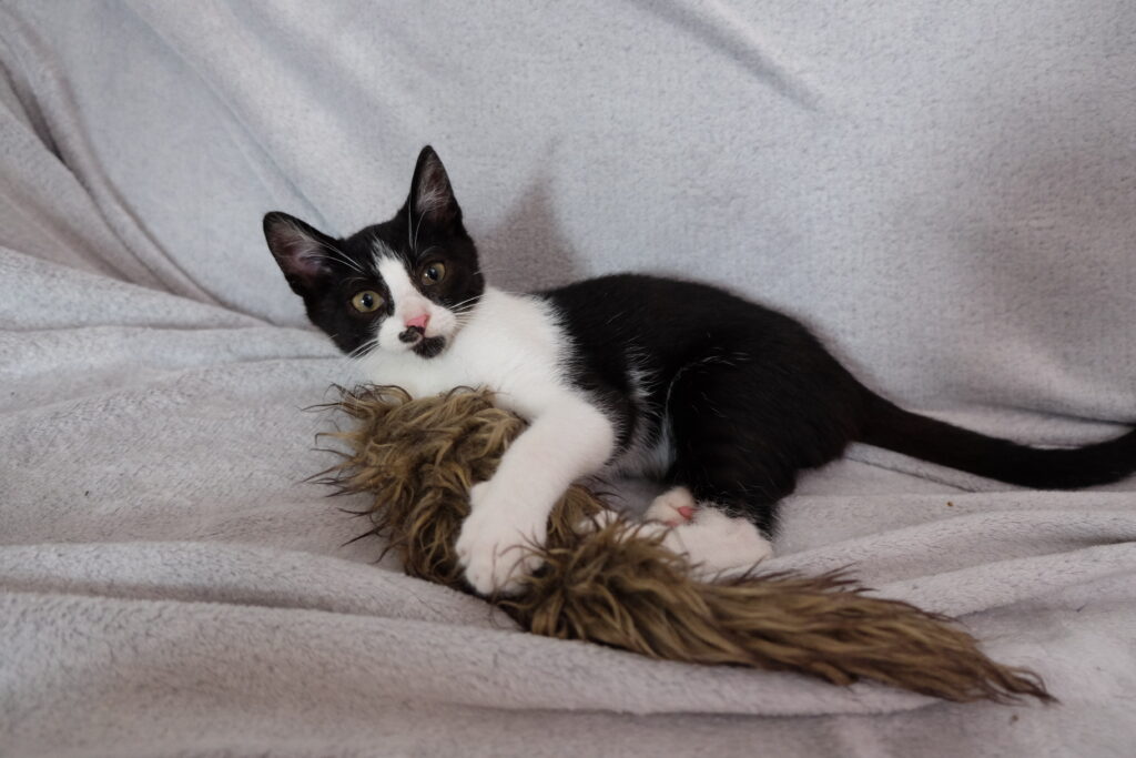 dom tymczasowy Józio