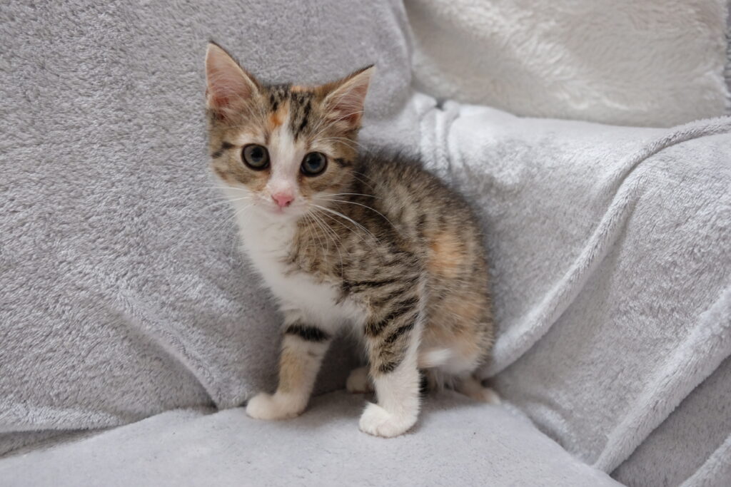 dom tymczasowy Miętka