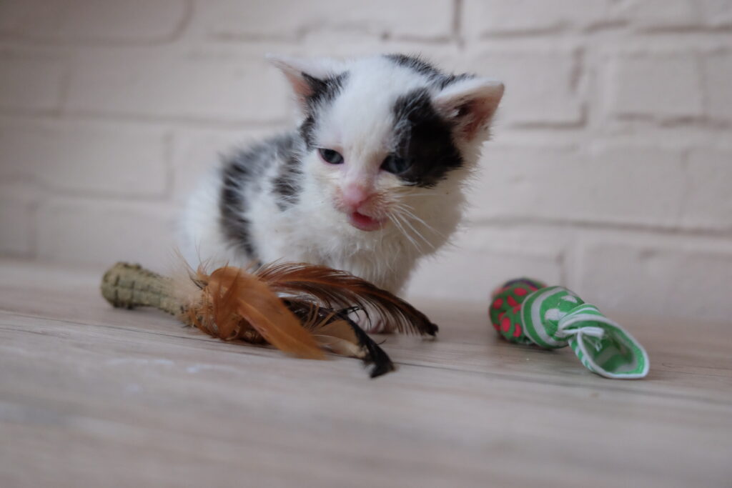 dom tymczasowy Krówka